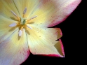 Blume 0544_Bildgröße ändern